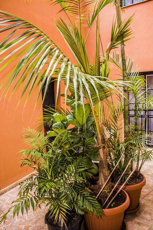 Apartments San Marcos Icod De Los Vinos Zewnętrze zdjęcie